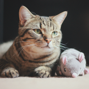 Chat chaton refuge jouet adoption