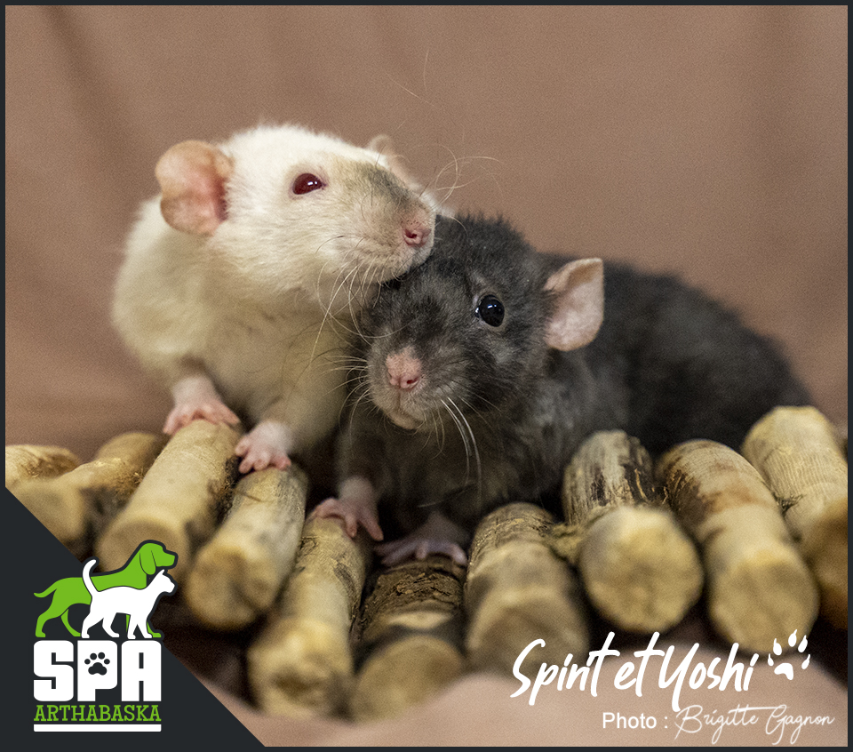 Adoption rat, Refuge pour rat, Adopter un rat