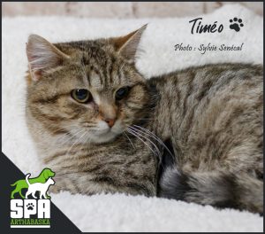 Adoption chat, Refuge chat, Adopter un chat, SPCA