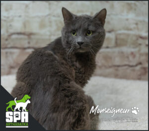 Adoption chat, Refuge pour chat, Adopter un chat, SPCA