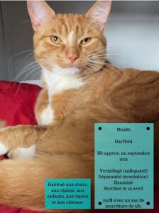 Adoption chat, Adopter un chat, Refuge pour chat, SPCA