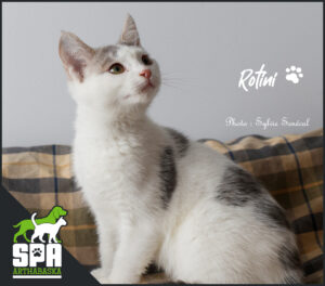 Adopter un chaton, Adoption chaton, Refuge pour chaton, SPCA