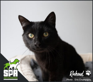 Adopter un chat, Adoption chat, Refuge pour chat, SPCA
