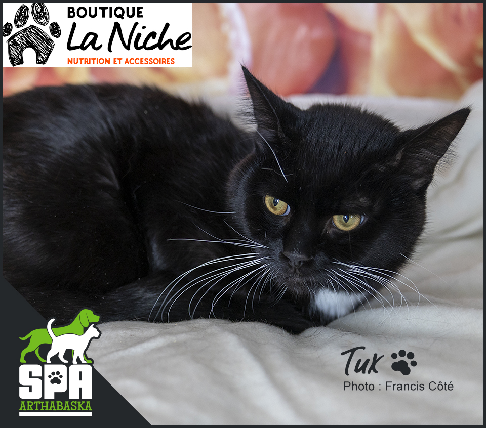 Adopter un chat, Adoption chat, Refuge pour chat, SPCA