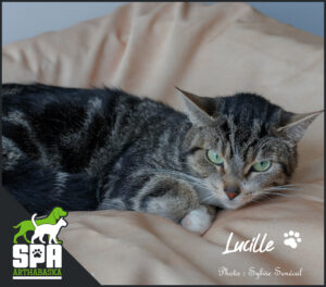 Adoption Chat, Adopter un chat, Refuge pour chat, SPCA