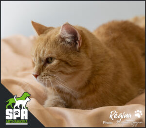 Adoption chat, Adopter un chat, Refuge pour chat, SPCA