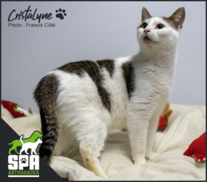 Adoption chat, Refuge pour chat, Adopter un chat, Chat en adoption, SPCA